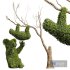 New Plant Ficus Concinna Bonsai Pruned Koala ThreeToedSloth - Thumbnail 1