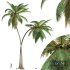 New Plant High detail Cocos Nucifera - Thumbnail 1