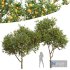 Citrus Sinensis Orange Arancio 2Tree - Thumbnail 1