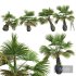 New Plant High detail Borassus Flabellifer Decorative Garden - Thumbnail 1