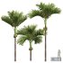 New Plant High detail Areca Catechu Decorative Garden Fruit - Thumbnail 2