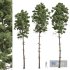 Pinus Engelmannii 3Tree - Thumbnail 1