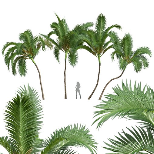 New Plant High detail Areca Catechu Medium