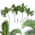 New Plant High detail Areca Catechu Medium - Thumbnail 1