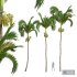 New Plant High detail Areca Catechu Fruit - Thumbnail 1
