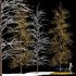 Real Tree Maidenhair Ginkgo Biloba Winter - Thumbnail 2