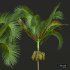New Plant High detail Areca Catechu Fruit - Thumbnail 2