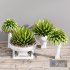 Office Plant Foliage Shrubs - Thumbnail 4