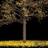 Real Tree Maidenhair Ginkgo Biloba Winter - Thumbnail 4