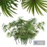 Rhapis Excelsa Small 3Bush - Thumbnail 3