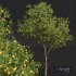 Citrus Sinensis Orange Arancio 2Tree - Thumbnail 3