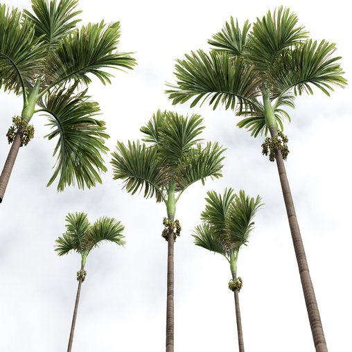 New Plant High detail Areca Catechu Decorative Garden Fruit