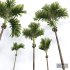 New Plant High detail Areca Catechu Decorative Garden Fruit - Thumbnail 1