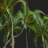 New Plant High detail Areca Catechu Medium - Thumbnail 2
