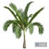 New Plant High detail Areca Catechu Small - Thumbnail 2