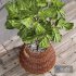 Plant Indoor Fiddle Leaf Fig03 - Thumbnail 4
