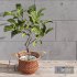 Plant Indoor Fiddle Leaf Fig02 - Thumbnail 4