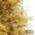 Real Tree Metasequoia Glyptostroboides Orange - Thumbnail 2
