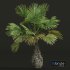 New Plant High detail Borassus Flabellifer Decorative Garden - Thumbnail 2