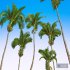 New Plant High detail Areca Catechu Fruit - Thumbnail 4