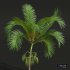 New Plant High detail Areca Catechu - Thumbnail 2