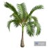 New Plant High detail Areca Catechu Small - Thumbnail 3