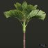 New Plant High detail Areca Catechu Decorative Garden - Thumbnail 3