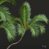 New Plant High detail Areca Catechu Medium - Thumbnail 3