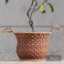 Plant Indoor Fiddle Leaf Fig02 - Thumbnail 2