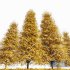 Real Tree Metasequoia Glyptostroboides Orange - Thumbnail 3