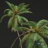 New Plant High detail Cocos Nucifera - Thumbnail 3