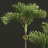New Plant High detail Areca Catechu Decorative Garden Fruit - Thumbnail 5