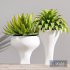 Office Plant Foliage Shrubs - Thumbnail 2