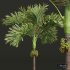 New Plant High detail Areca Catechu Decorative Garden Fruit - Thumbnail 3