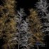 Real Tree Maidenhair Ginkgo Biloba Winter - Thumbnail 6
