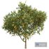 Citrus Sinensis Orange Arancio 2Tree - Thumbnail 4