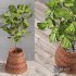 Plant Indoor Fiddle Leaf Fig03 - Thumbnail 3
