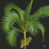 New Plant High detail Areca Catechu Fruit - Thumbnail 5