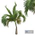 New Plant High detail Areca Catechu Small - Thumbnail 5