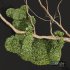 New Plant Ficus Concinna Bonsai Pruned Koala ThreeToedSloth - Thumbnail 4