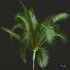 New Plant High detail Areca Catechu Medium - Thumbnail 4