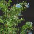 Ceratostigma Plumbaginoides Bleiwurz - Thumbnail 3