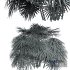 Rhapis Excelsa 3 Bush - Thumbnail 5