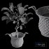 Plant Indoor Fiddle Leaf Fig02 - Thumbnail 6