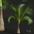 New Plant High detail Areca Catechu Small - Thumbnail 4
