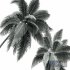 New Plant High detail Cocos Nucifera - Thumbnail 4