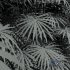 Rhapis Excelsa 3Diffrent Bush - Thumbnail 6