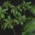 New Plant High detail Areca Catechu Medium - Thumbnail 6