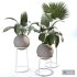 Indoor plant colection 01 - Thumbnail 2