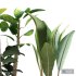 interior plant - Thumbnail 3